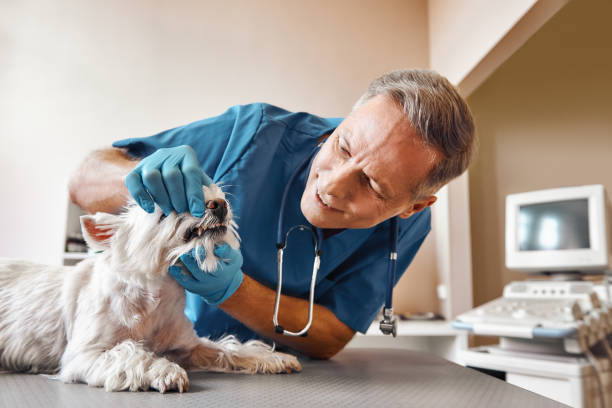 Best Emergency Denture Repair in Hillandale, MD